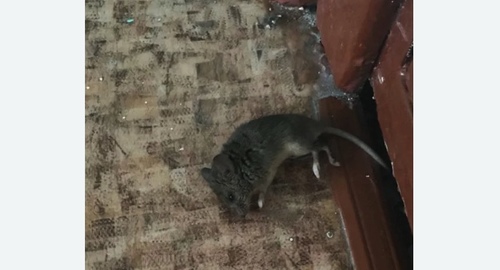 Дезинфекция от мышей в Южном Тушино города Москвы